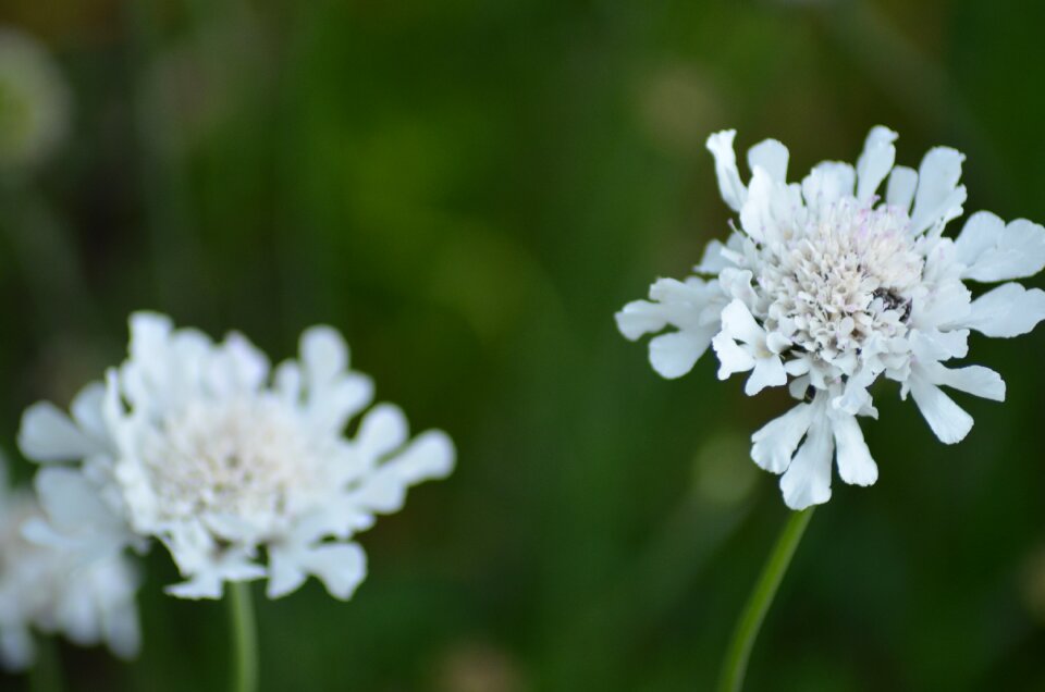 Nature plant close up