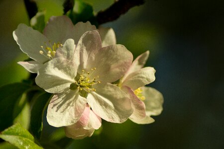 Spring sunny petals photo