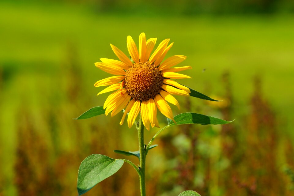 Yellow late summer flower