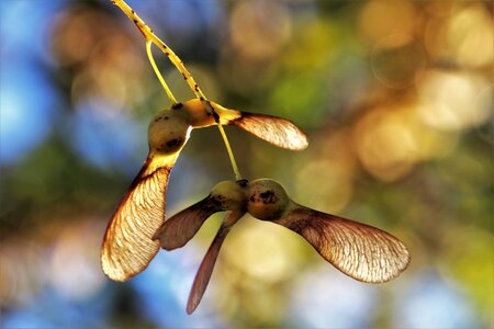 Plant wings mood