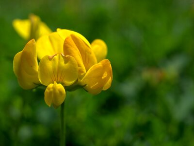 Yellow bloom summer photo