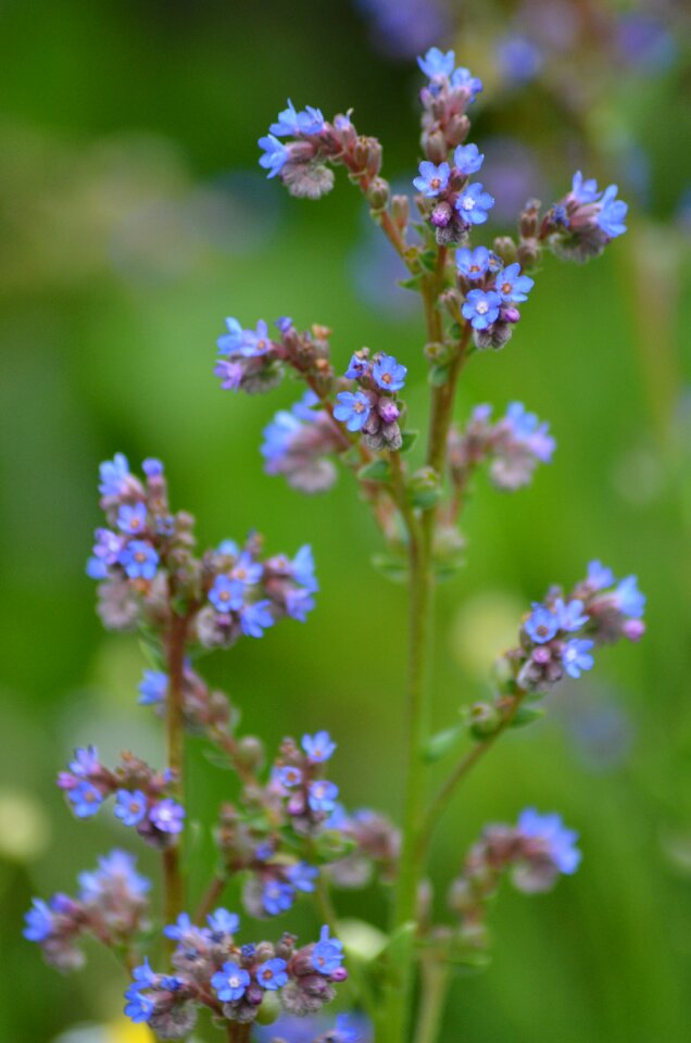 Small flower blossom bloom