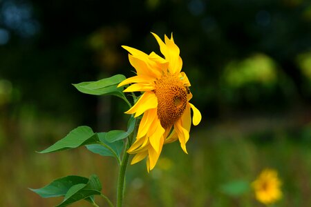 Yellow late summer flower photo