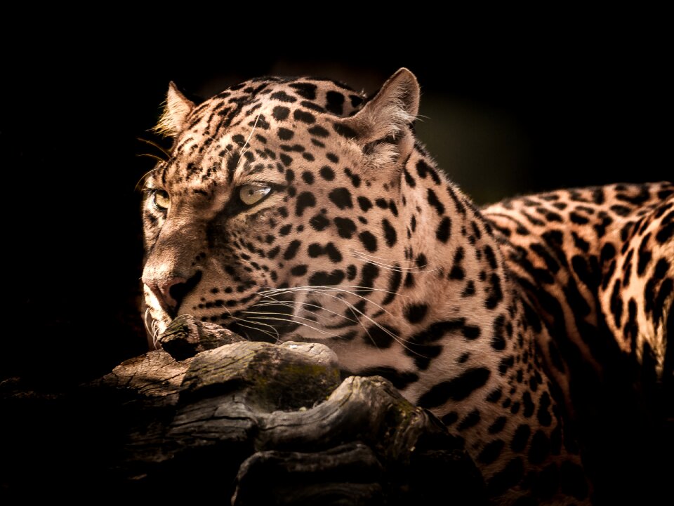 Mammal nature eye