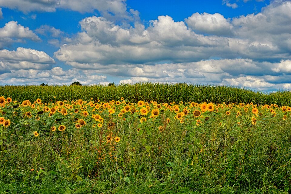 Late summer flower nature
