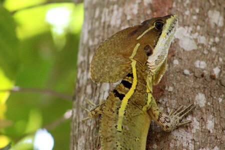 Reptile mexican tabasco