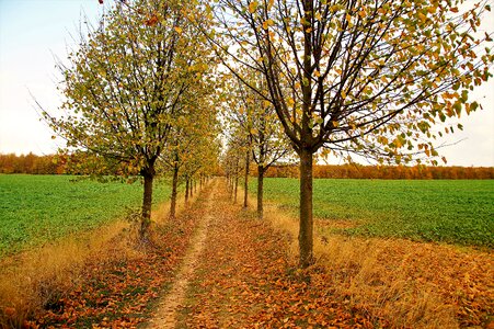 Field alley trees
