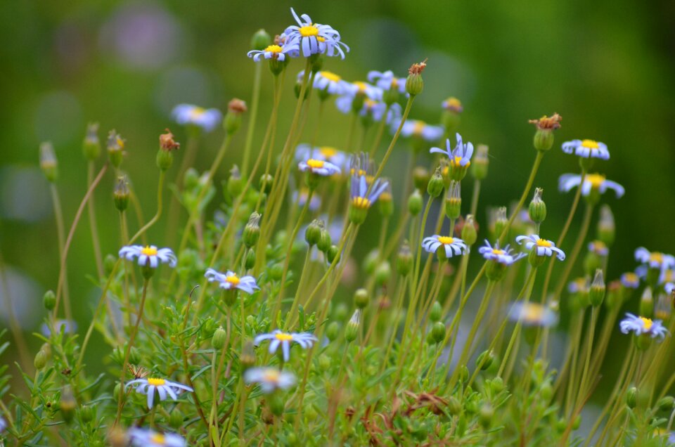 Nature plant close up