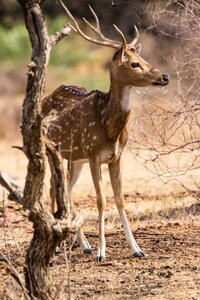 Axis deer hirsch animal world