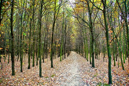 Field alley trees photo