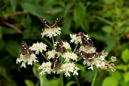 Beetle fly summer