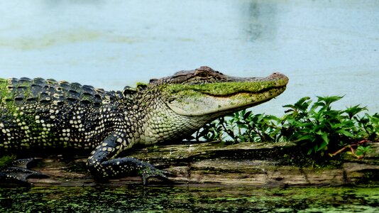 Marsh predator nature