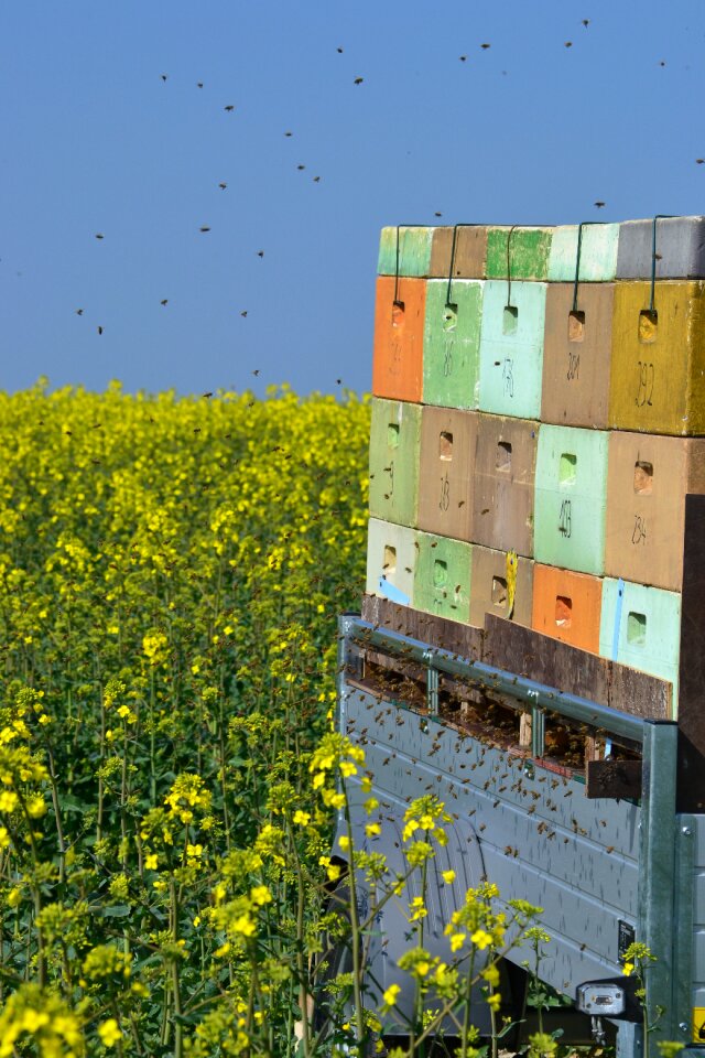 Nature honey insect