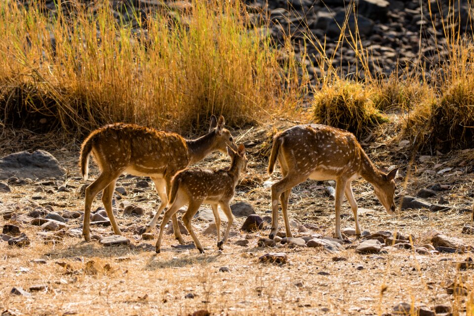 Axis deer hirsch animal world