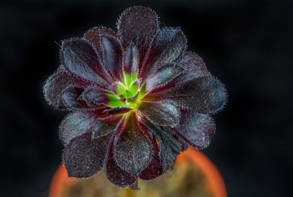 Flower close up nature