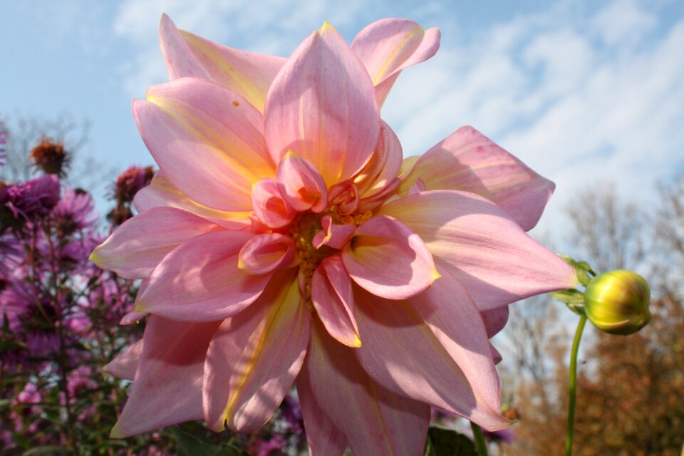 Autumn garden flowers