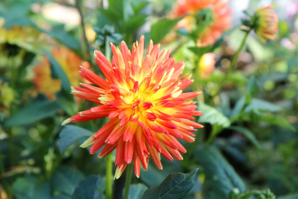 Dahlia dahlia-orange flowering