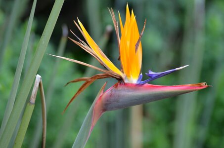 Caudata greenhouse strelitzia red photo