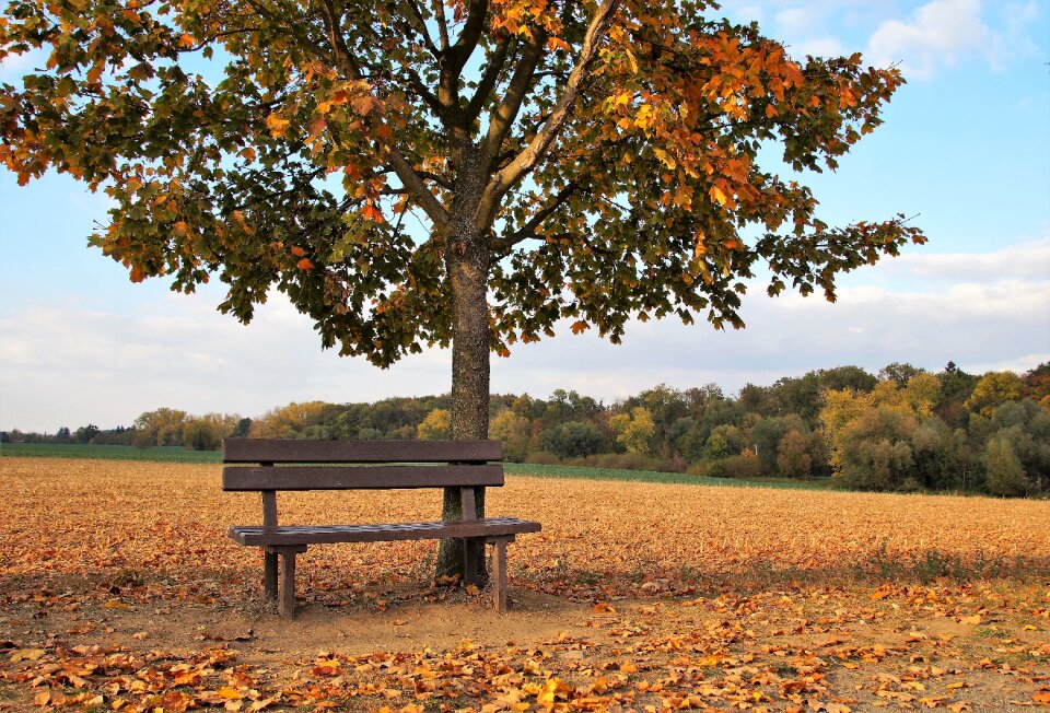 Tree autumn colored