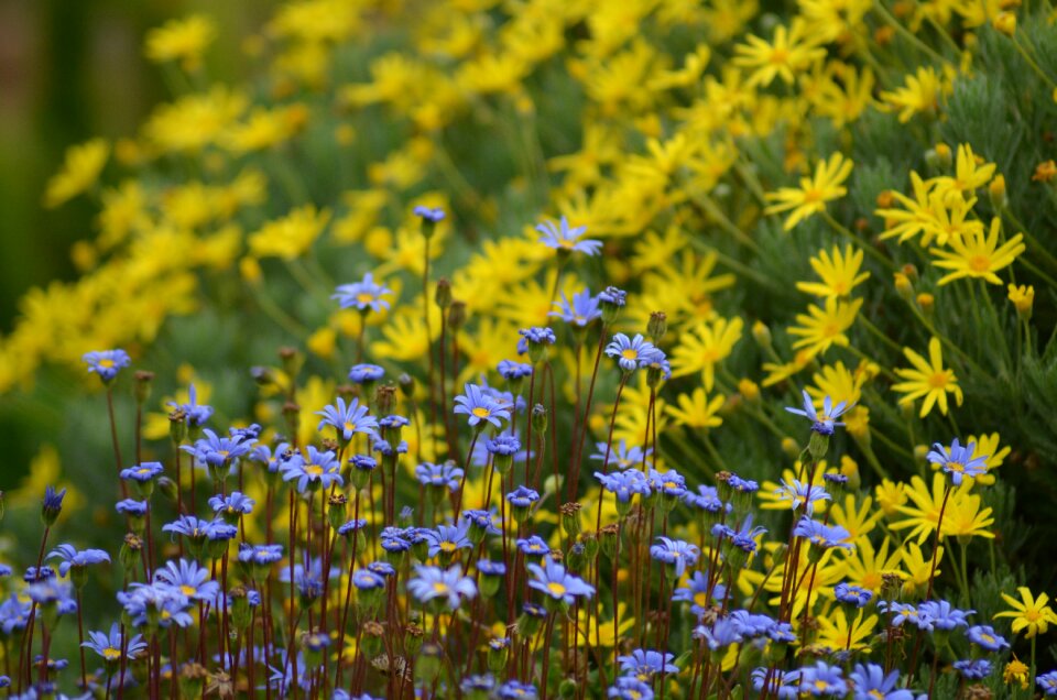 Flowers summer field of flowers