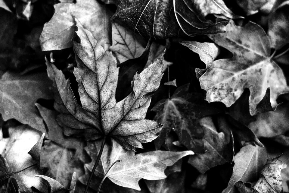 Fall foliage leaf maple