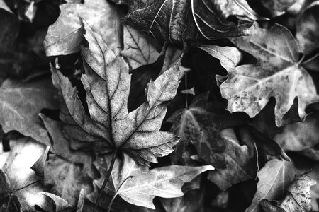 Fall foliage leaf maple photo