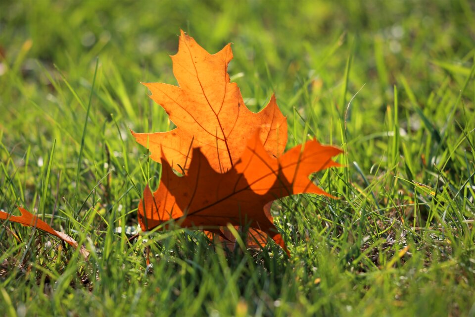 Grass transparent autumn