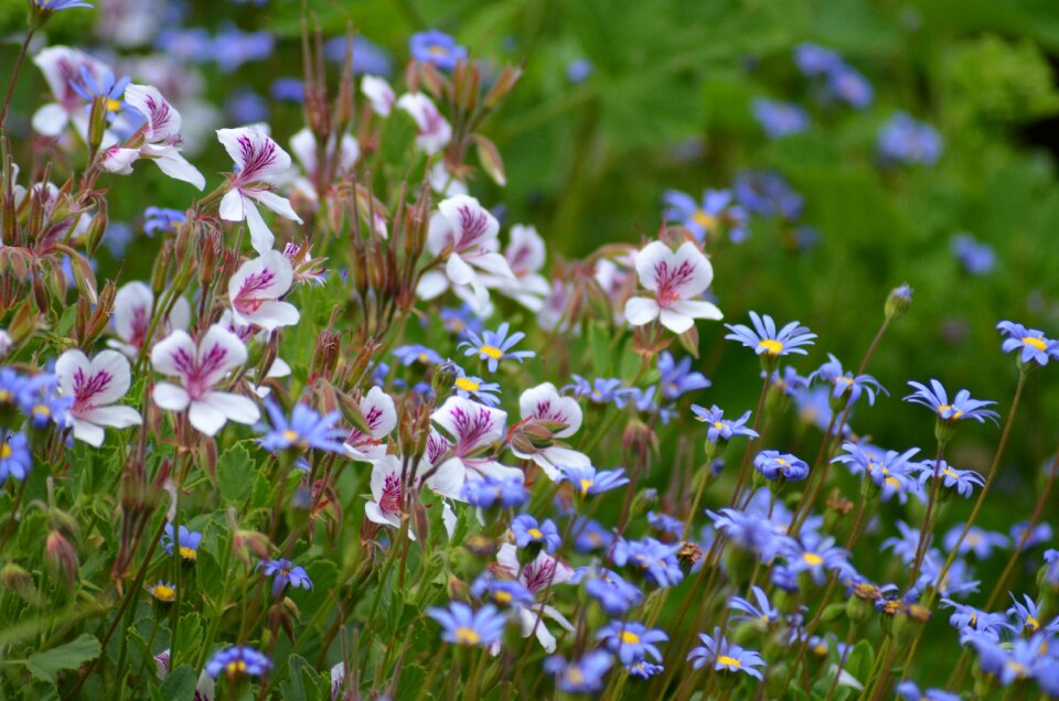 White flowers violet