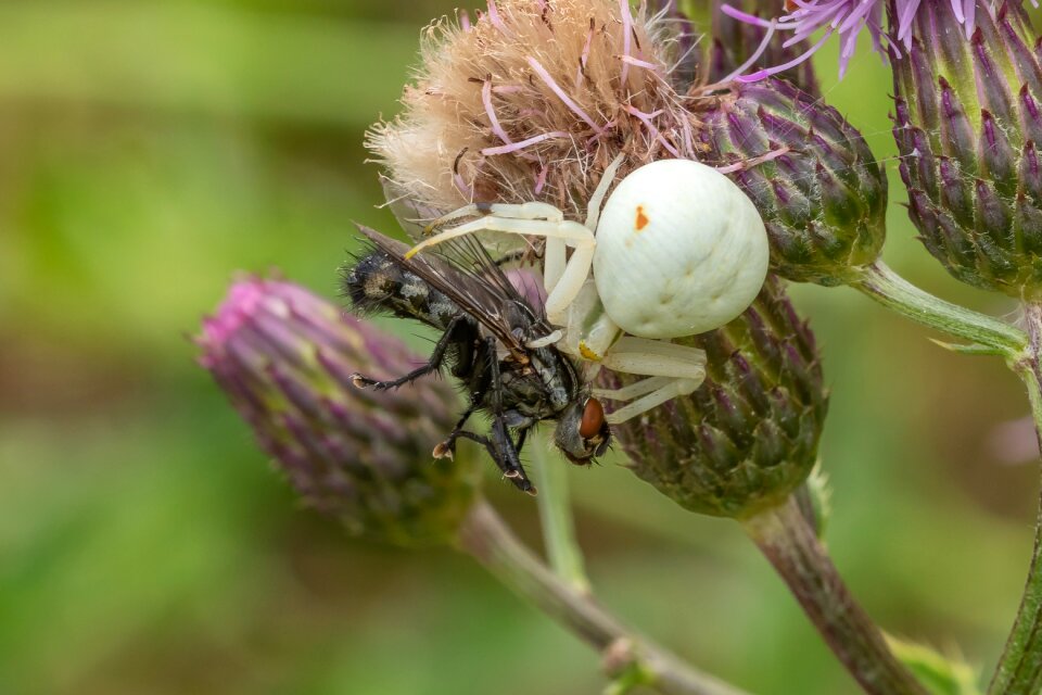 Prey close up eat