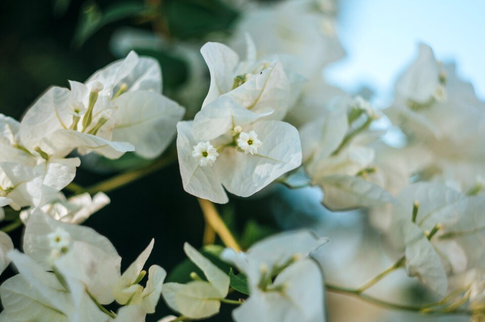 Bougainvillea flower summer