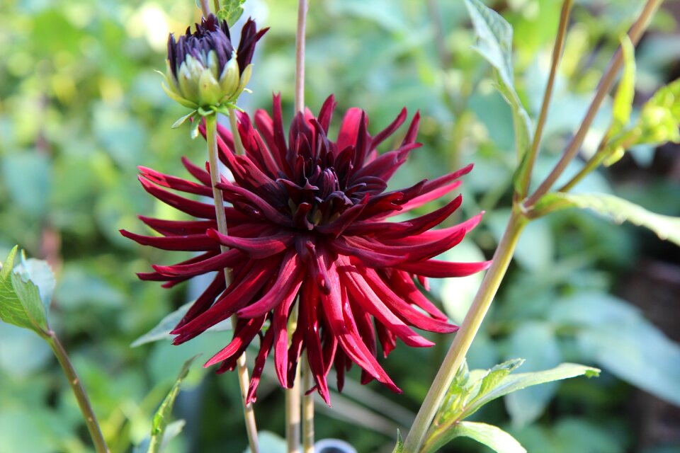Dahlia claret flowering flower