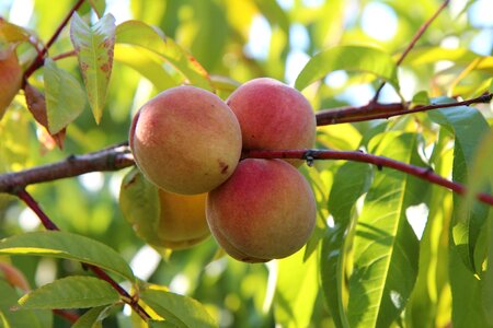 Fish fruit fruit tree