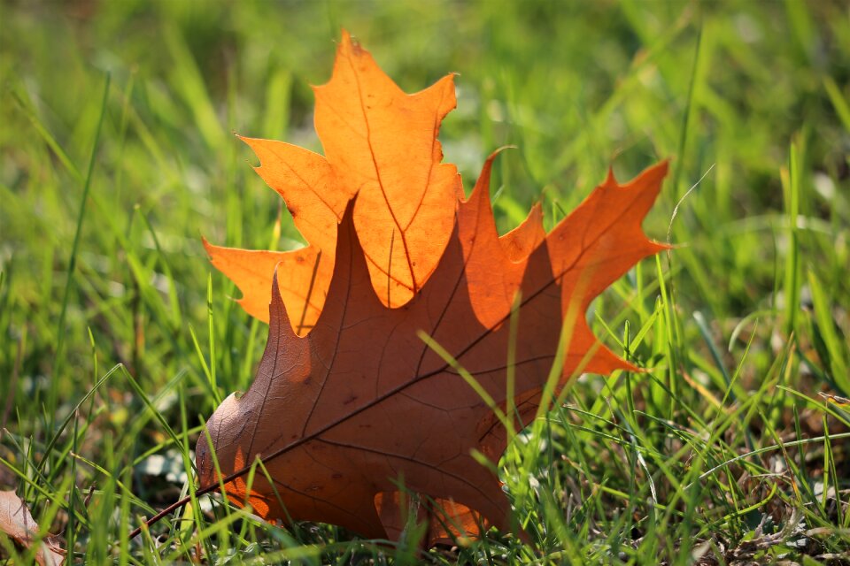 Grass transparent autumn