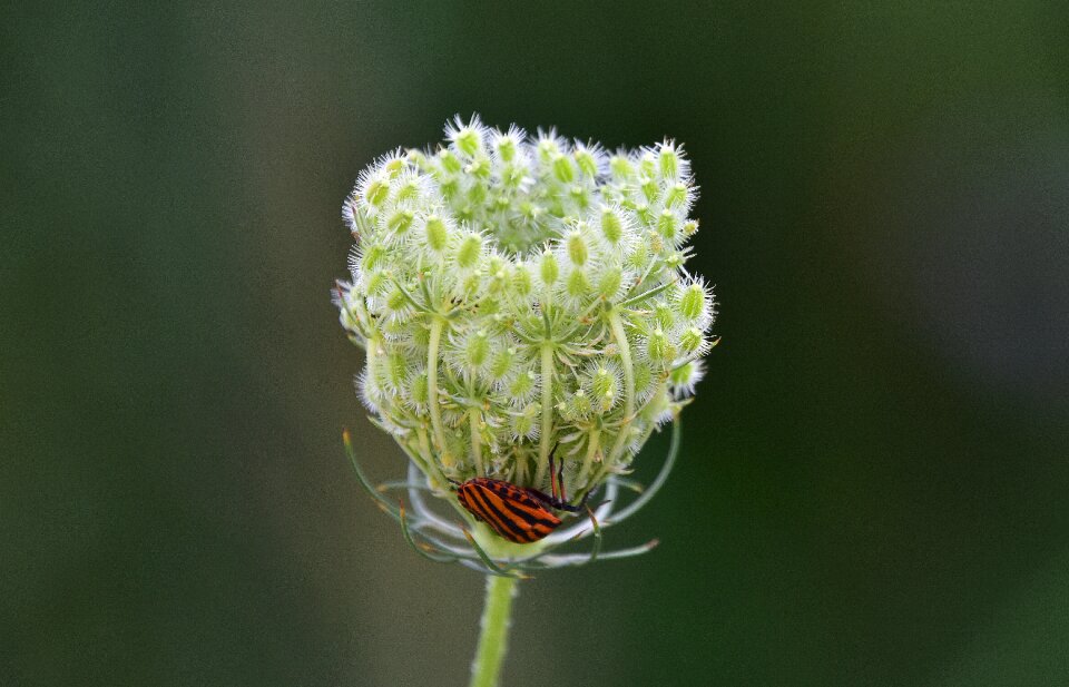 Flora outbreak natural