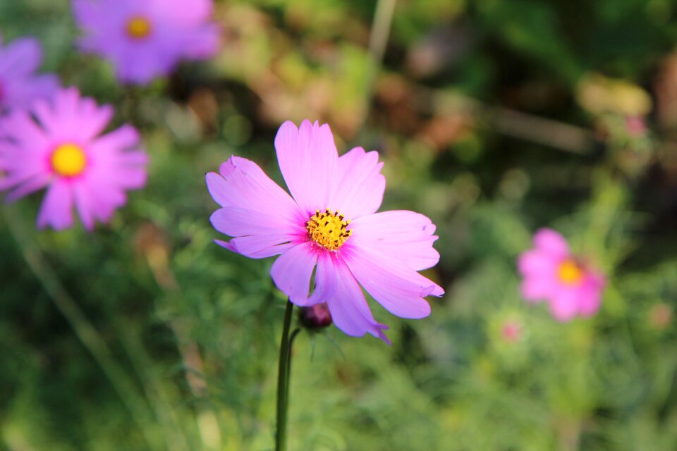 Cosmos flower flowers flowering