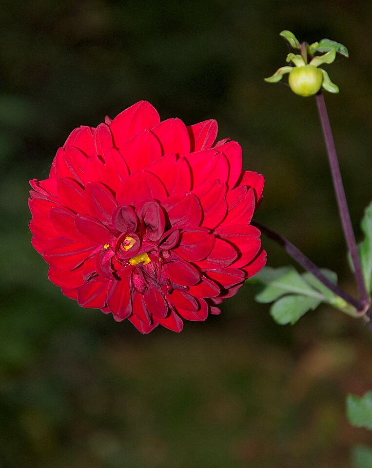 Close up flower garden