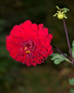 Close up flower garden photo