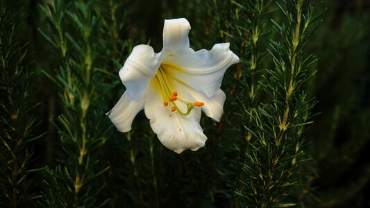 Bloom white flower