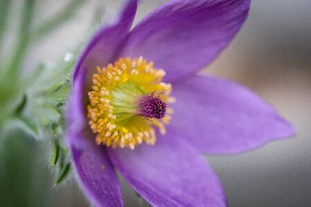 Spring pulsatilla vulgaris pasque flower
