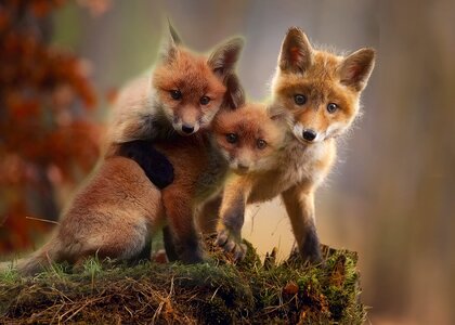 Red fox young wildlife photo