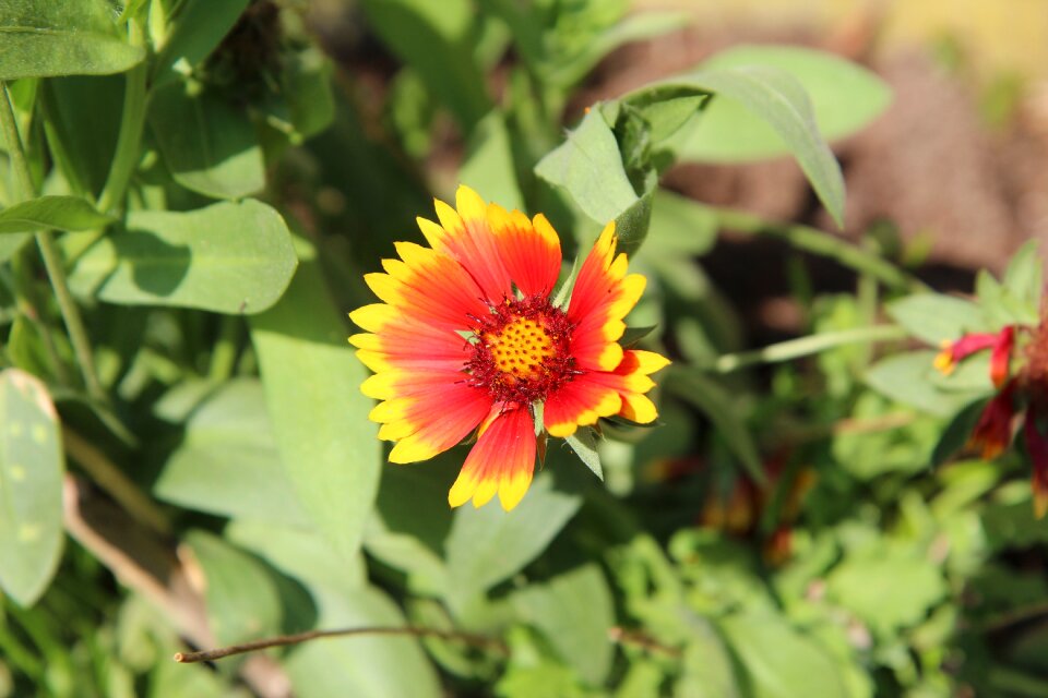 Flowering summer flower fulfillment