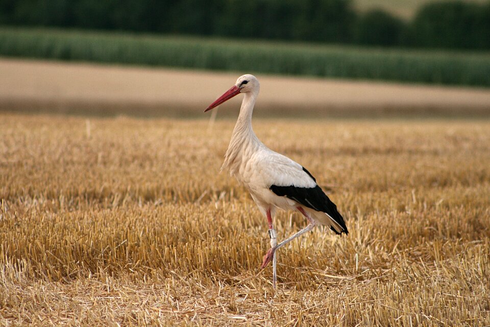 Stork white stork rattle stork