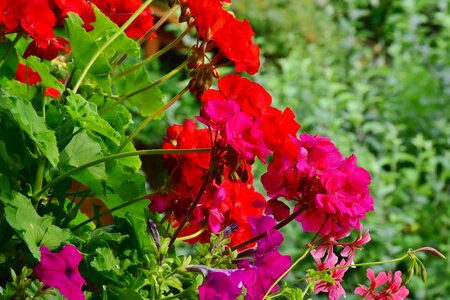 Plant geranium greenhouse balcony photo