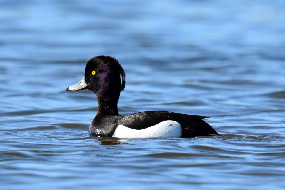 Ducks wildlife water birds photo