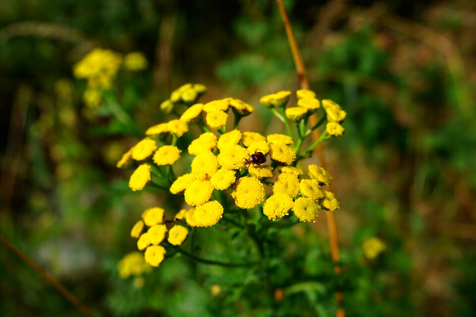 Bloom nature plant