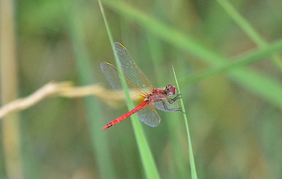 Dragonfly wings insect