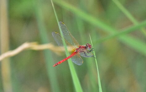 Dragonfly wings insect