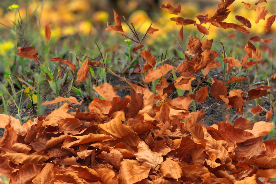 Wind nature fall foliage