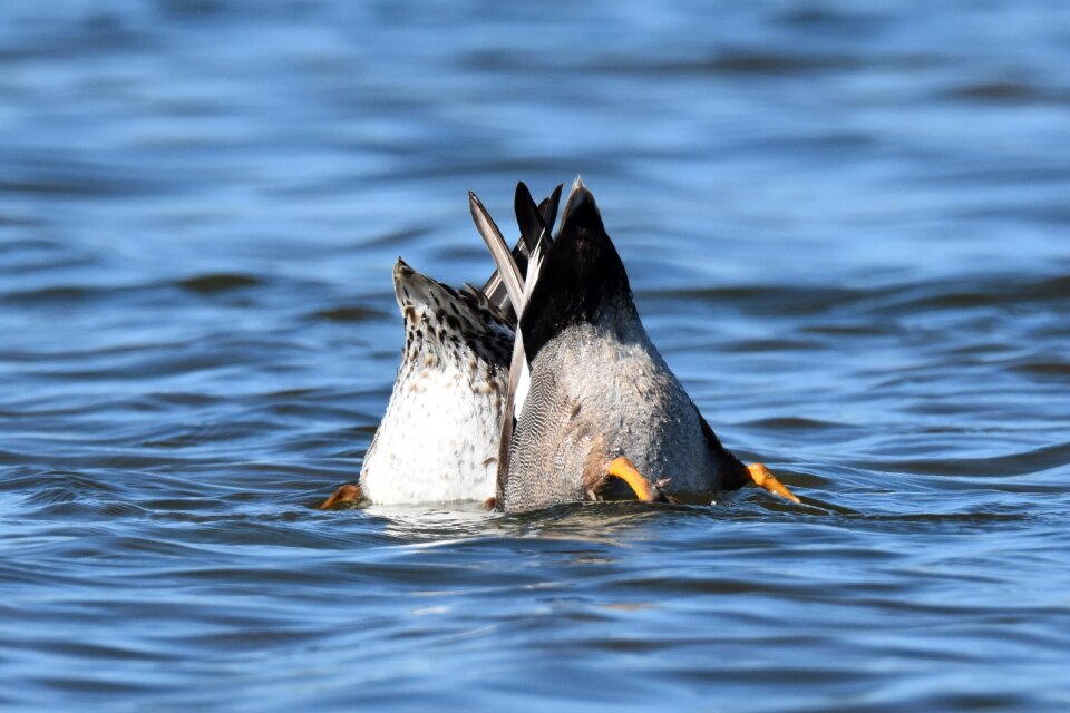 Birds water birds wildlife