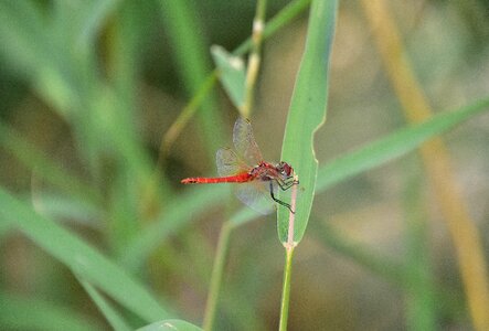 Dragonfly wings insect